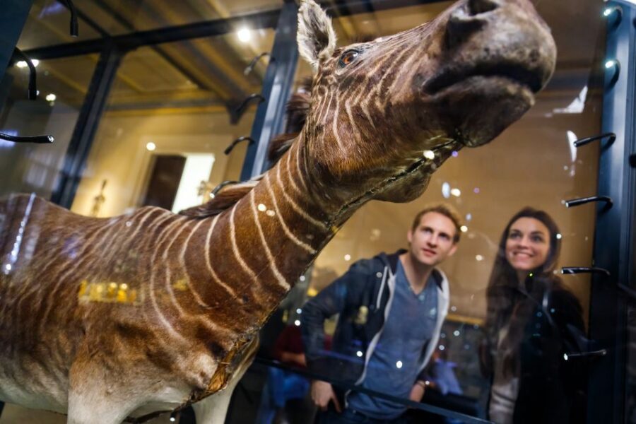 Berlin: Natural History Museum Entrance Ticket - Dinosaur Hall: Giraffatitan brancai and the Upper Jurassic wow-factor