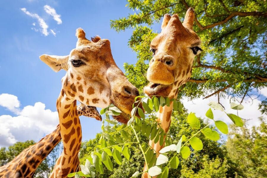 Berlin: Tickets for the Tierpark in East Berlin - 160 hectares in one self-guided ticket: how to plan your route